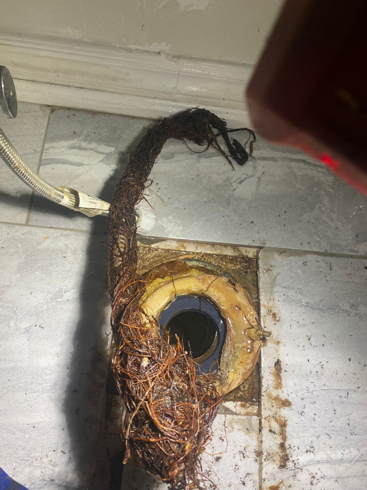 Massive tree root clog next to open drain in Oakville basement plumbing repair.