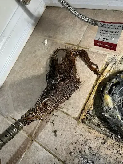 Tree roots extracted from bathroom drain causing clogged drain in Oakville residential home — before and after root removal