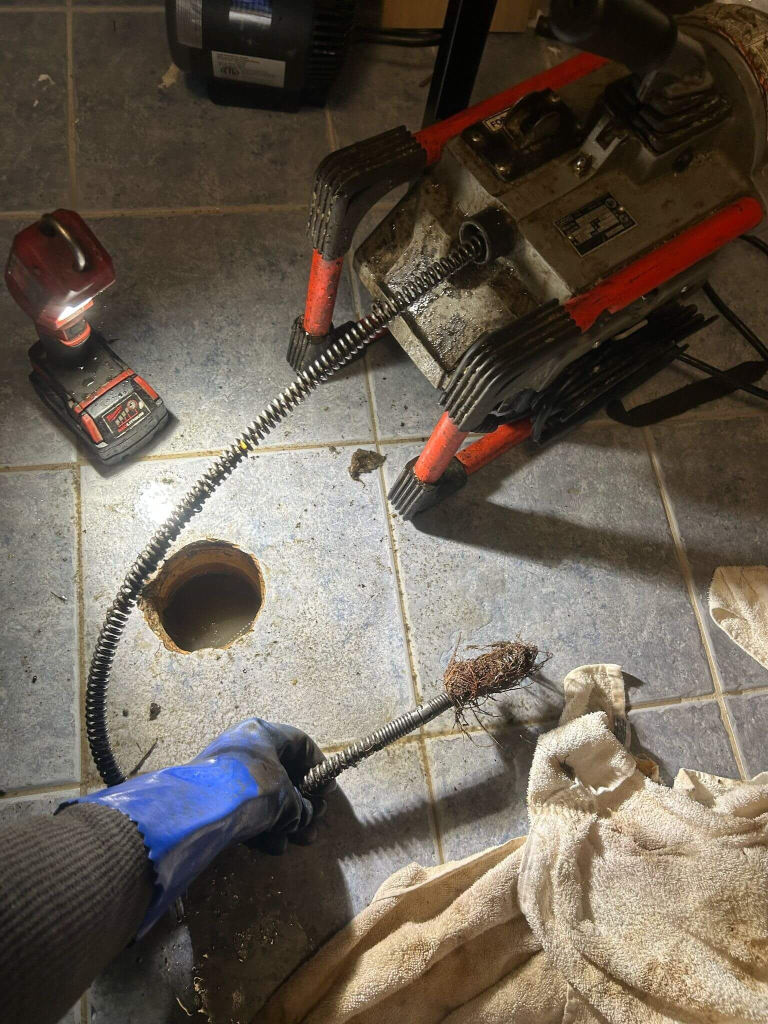 Root mass removed from Oakville home's main drain during emergency plumbing service.