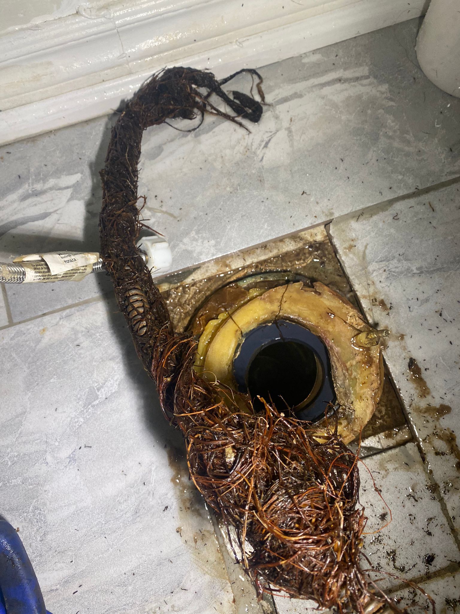 Tree root blockage removed from basement drain in Oakville during emergency sewer cleaning