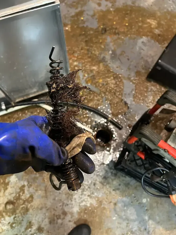 Emergency plumber Oakville removing heavy pipe blockage and tree roots inside drain line