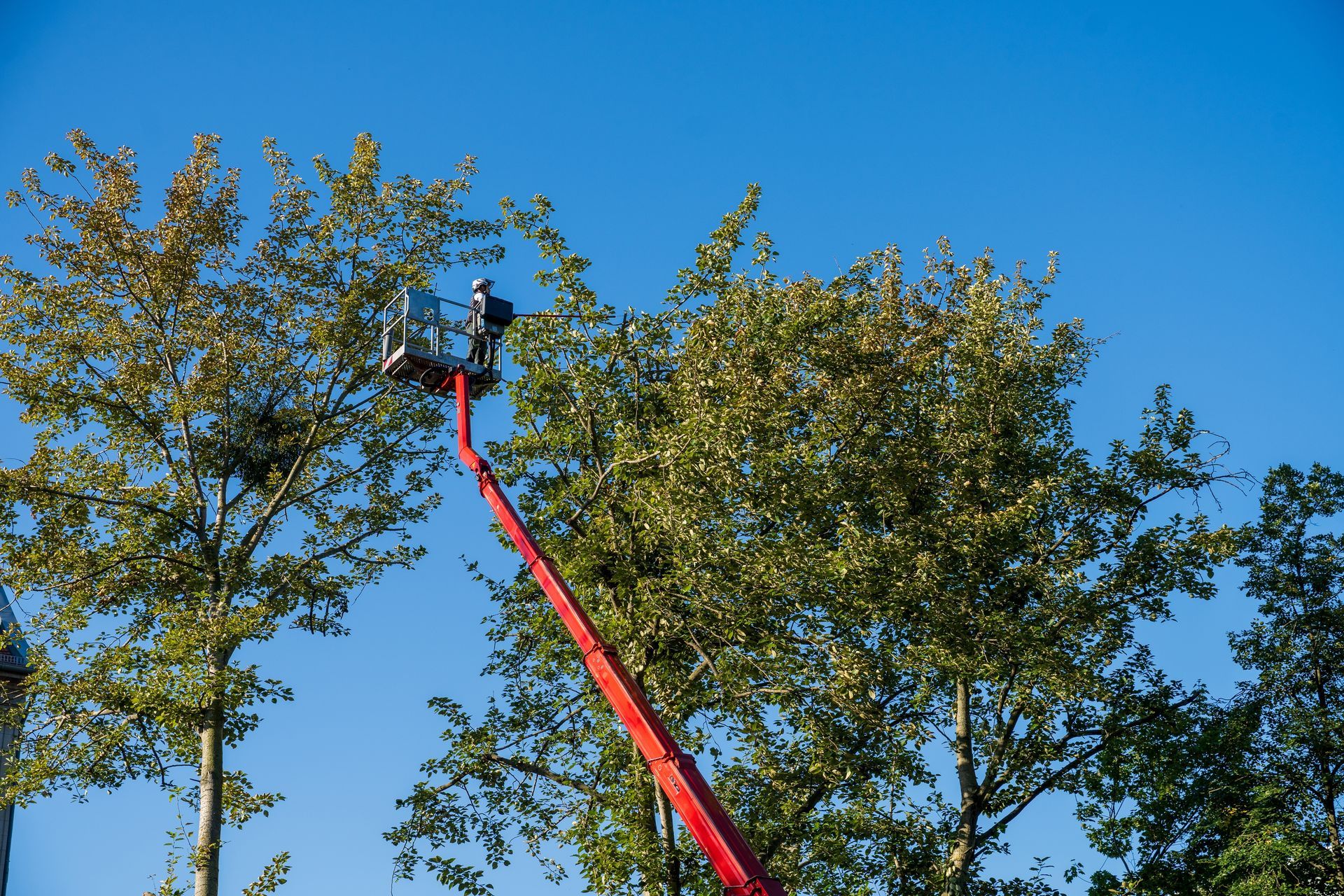 A man is cutting a tree with a crane.