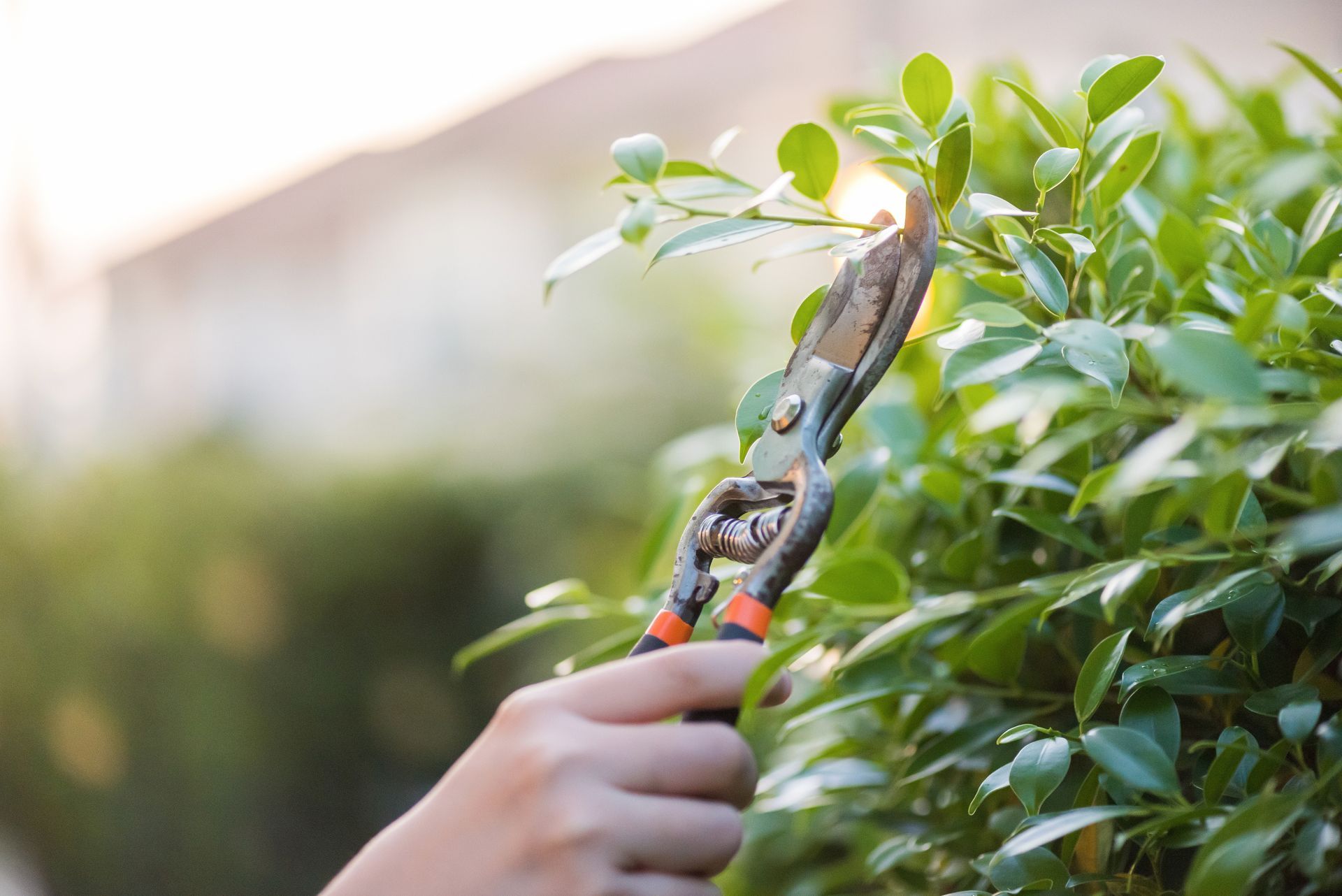 A person is trimming a bush with a pair of scissors.