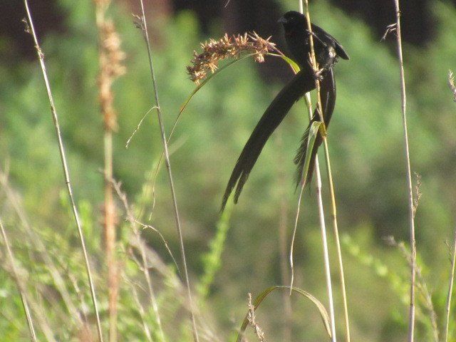 Cultural Tours | Chimanimani Tour Guide