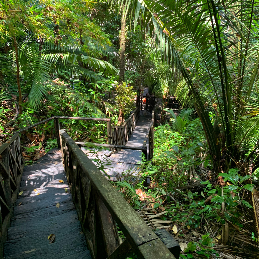 Pasarela de madera a través de una exuberante jungla verde con luz solar filtrándose a través de los árboles.