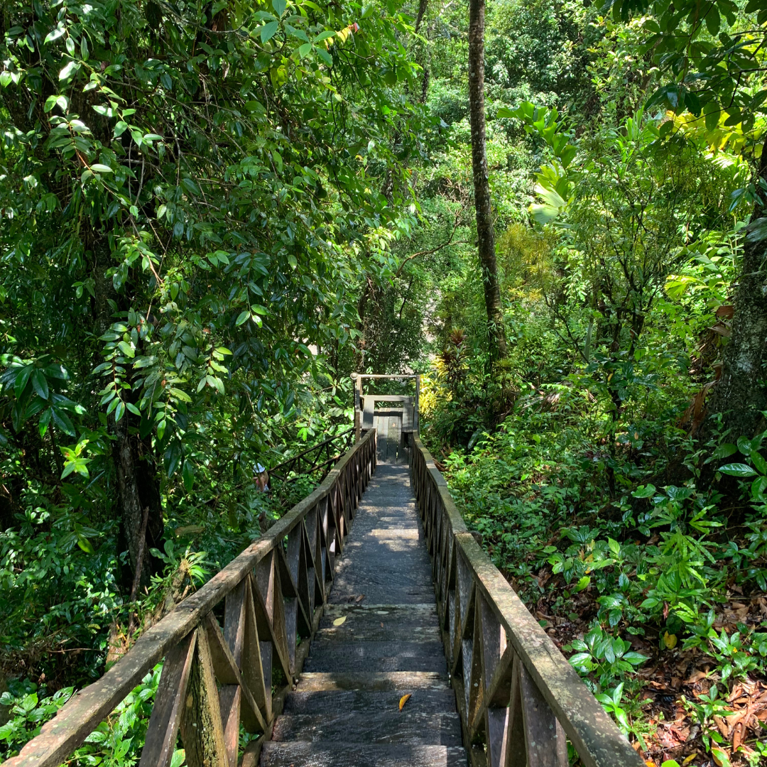 Camino de escalera de madera a través de una exuberante jungla verde.