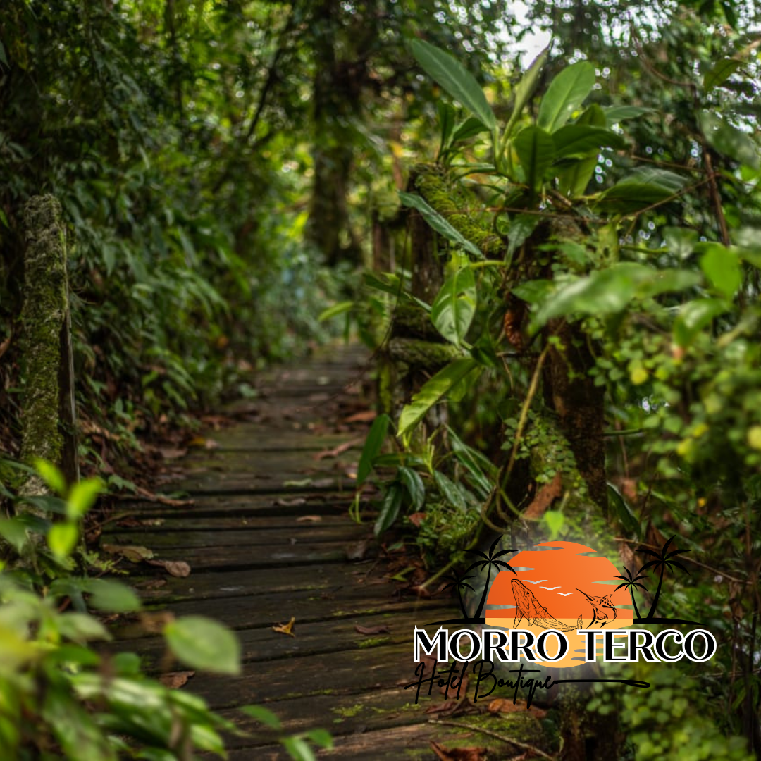 Camino de madera a través de una exuberante selva tropical verde con el logotipo