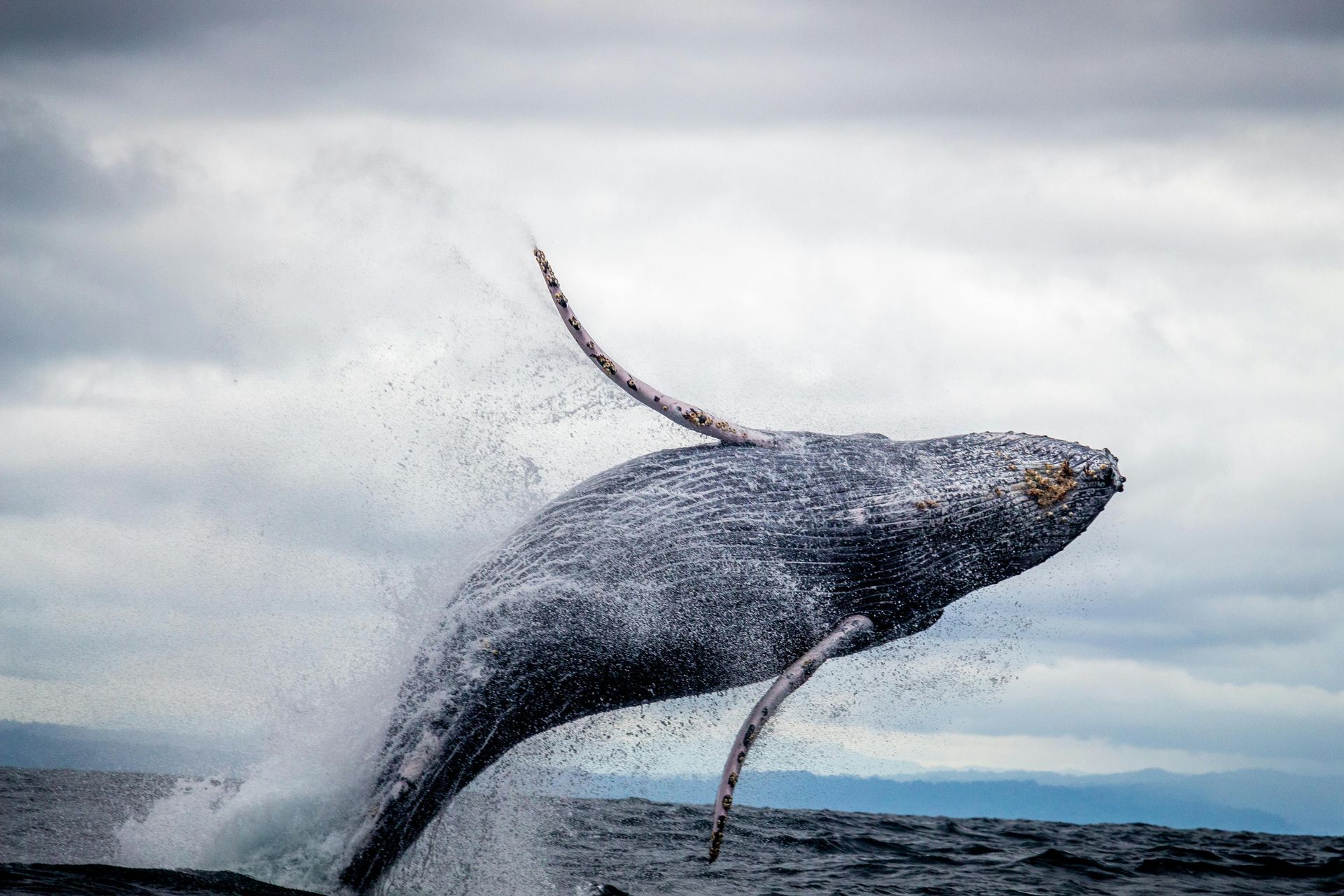 Ballena jorobada saltando, cuerpo gris con aletas extendidas, chapoteando en el agua, bajo un cielo nublado.