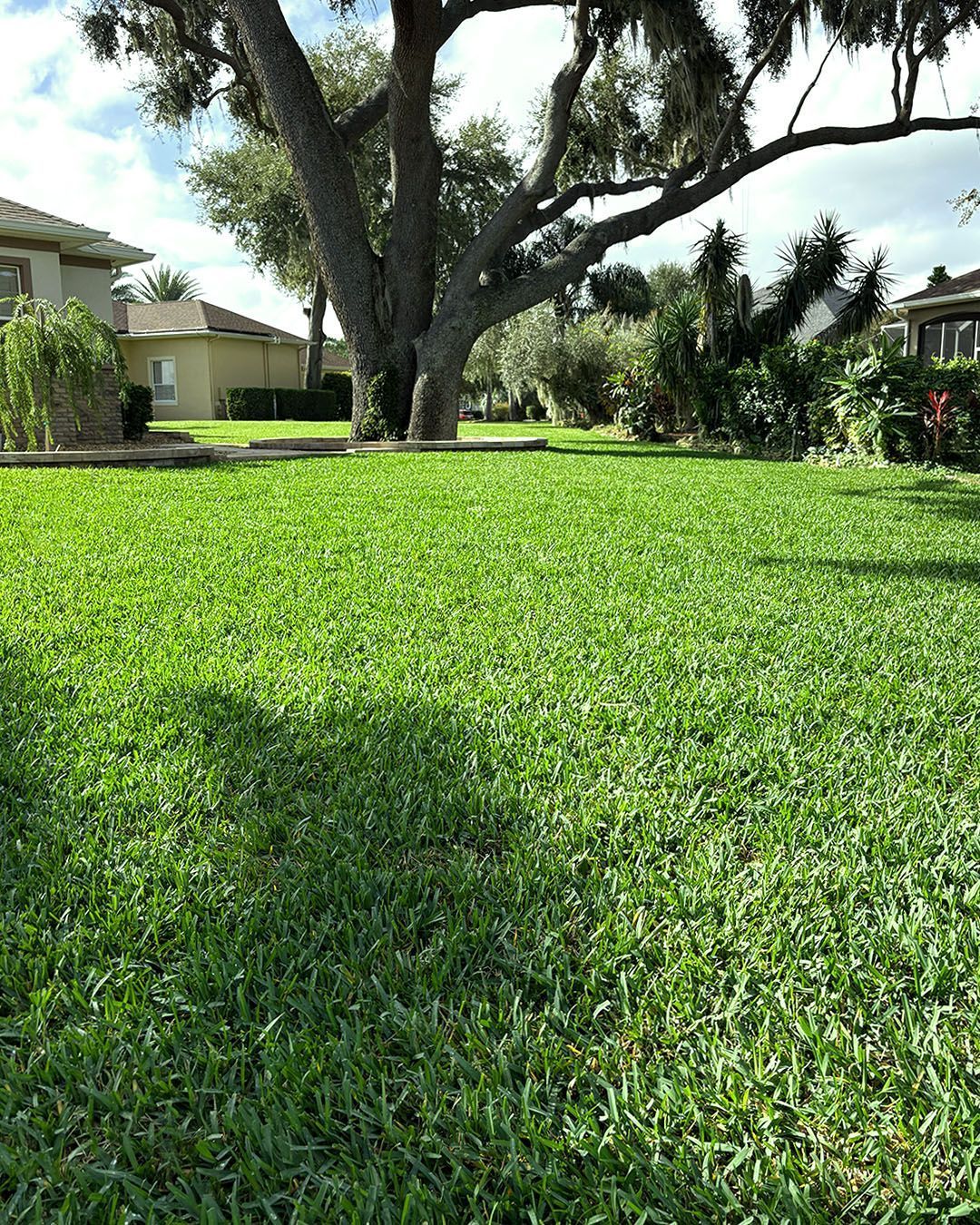Lush green lawn beneath a large tree in a sunny residential yard