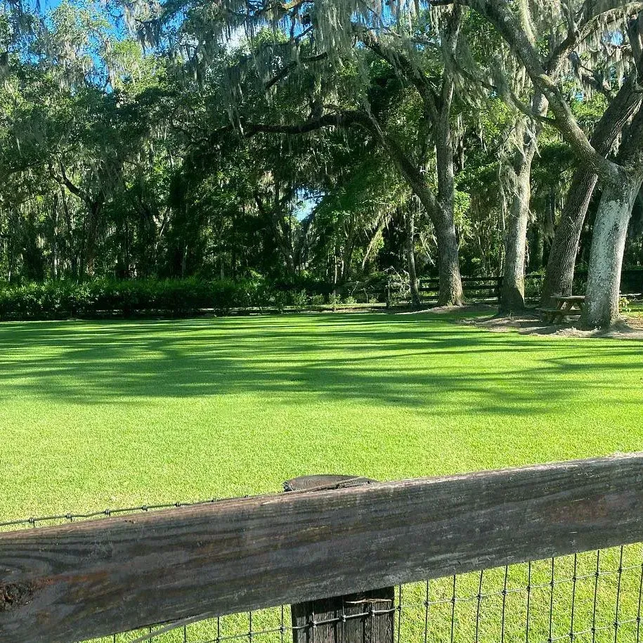 Sunny green park lawn beside a wooden fence and tall trees Sunny green park lawn beside a wooden fence and tall trees