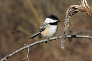Black-capped chickadee perched on a thin branch, with brown foliage in the background.