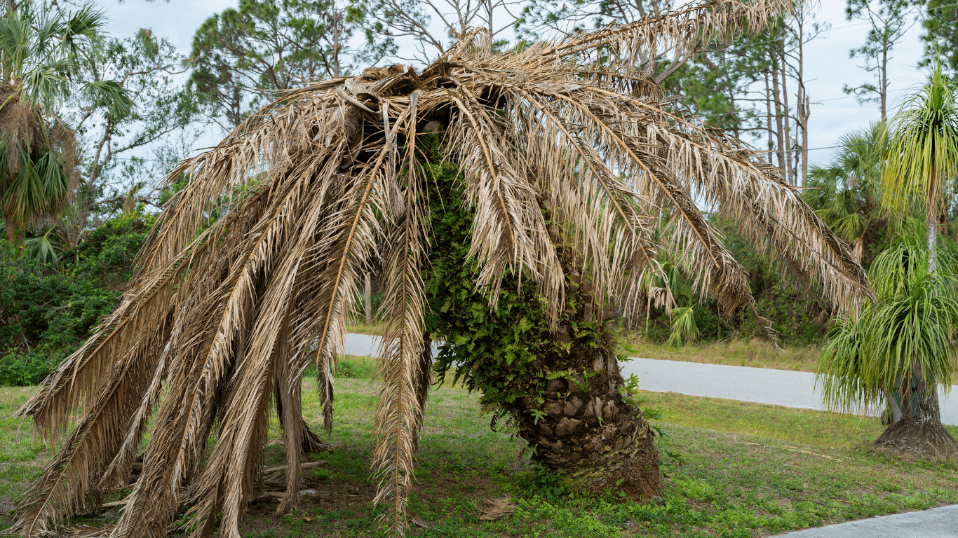 dying palm tree