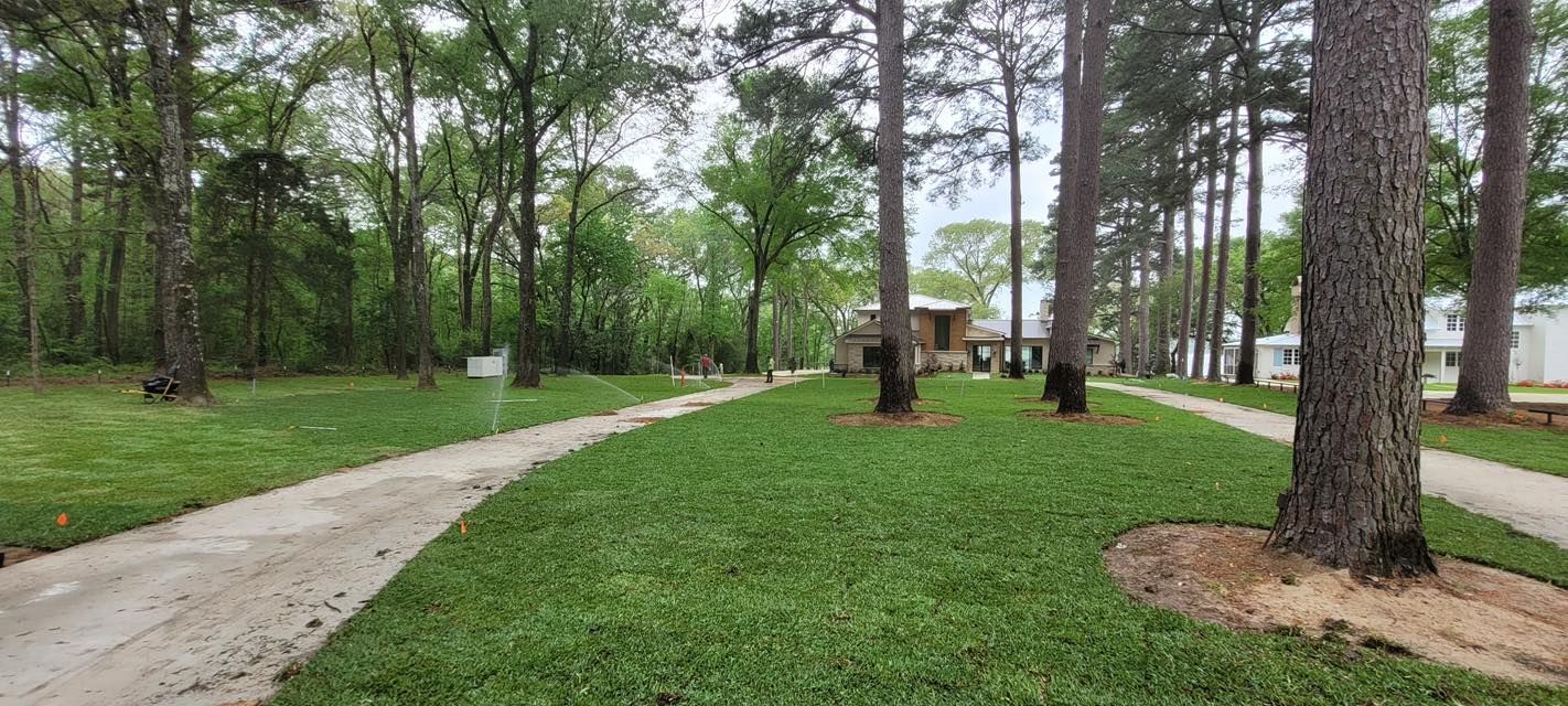 A paved path winds through a grassy yard lined with tall pine trees, leading toward houses in the distance.