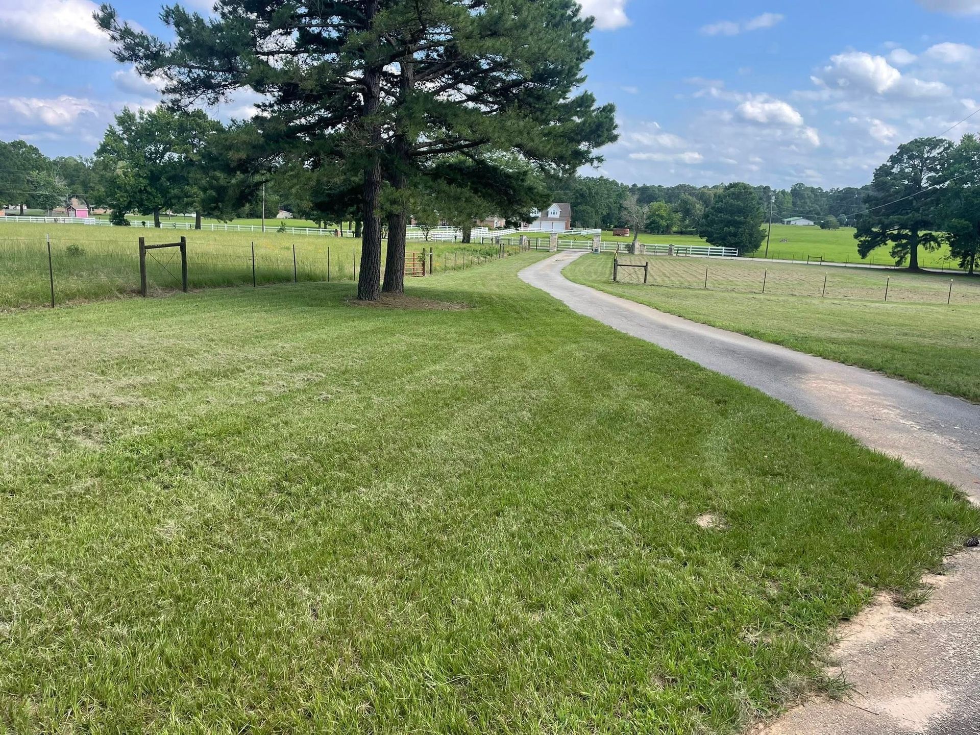A paved path curves through a grassy field past a large pine tree under a partly cloudy blue sky.
