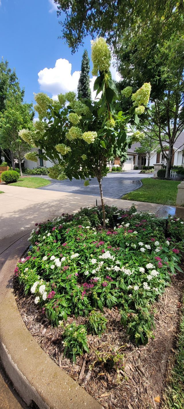 A tall, tree-form hydrangea with lime-green panicle blooms stands in a garden bed filled with smaller white flowers.