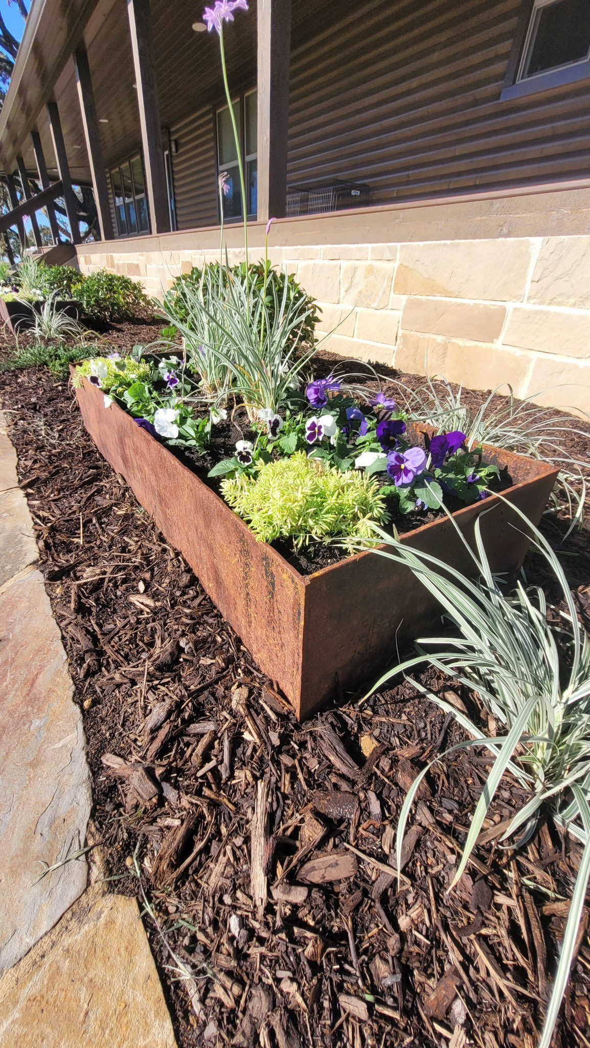 A rectangular rusted metal planter box filled with purple and green flowers, set in a garden with dark mulch and stone.