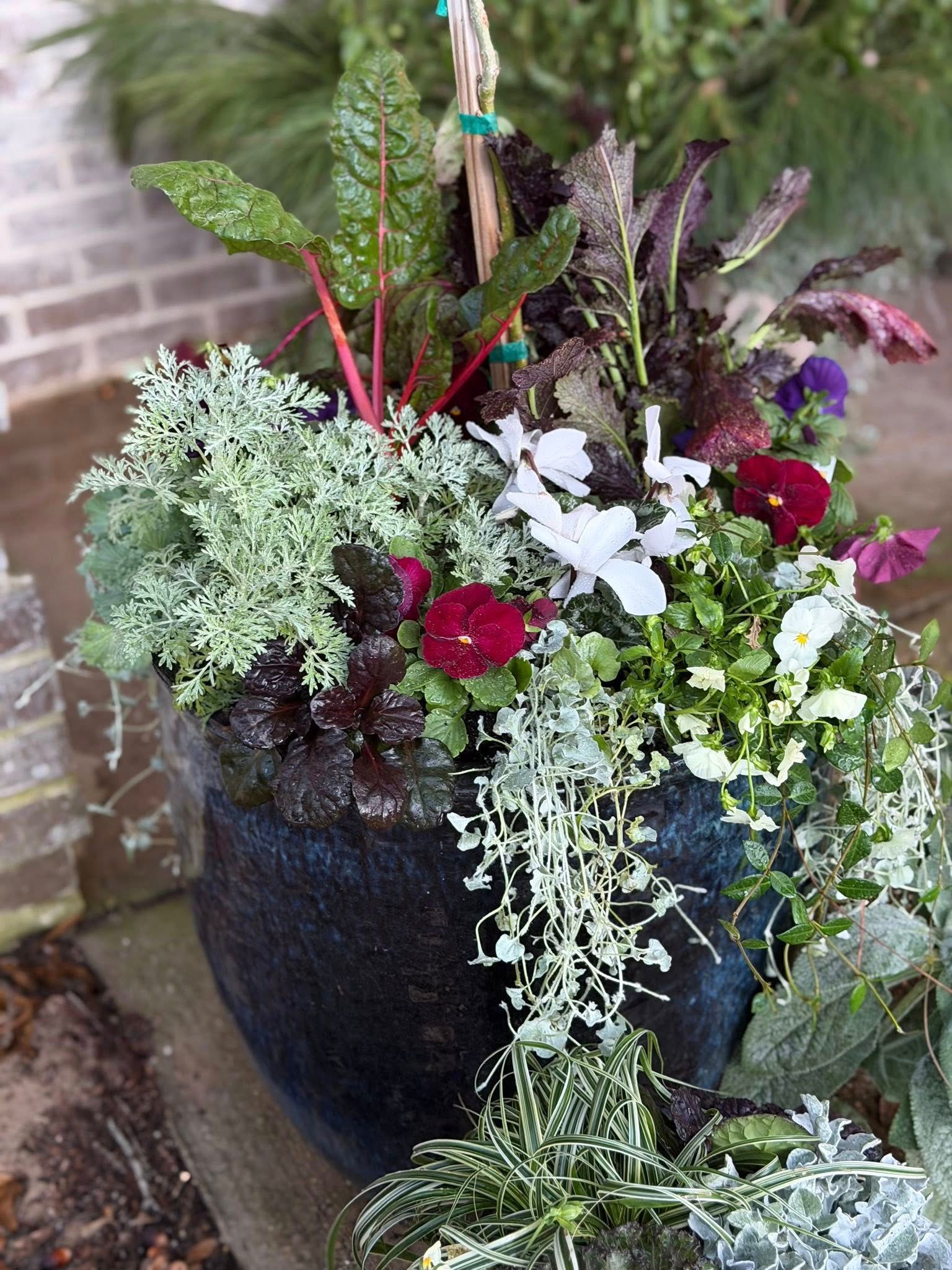 A dark container holds a lush arrangement of Swiss chard, dusty miller, dark-leafed heuchera, and colorful pansies.