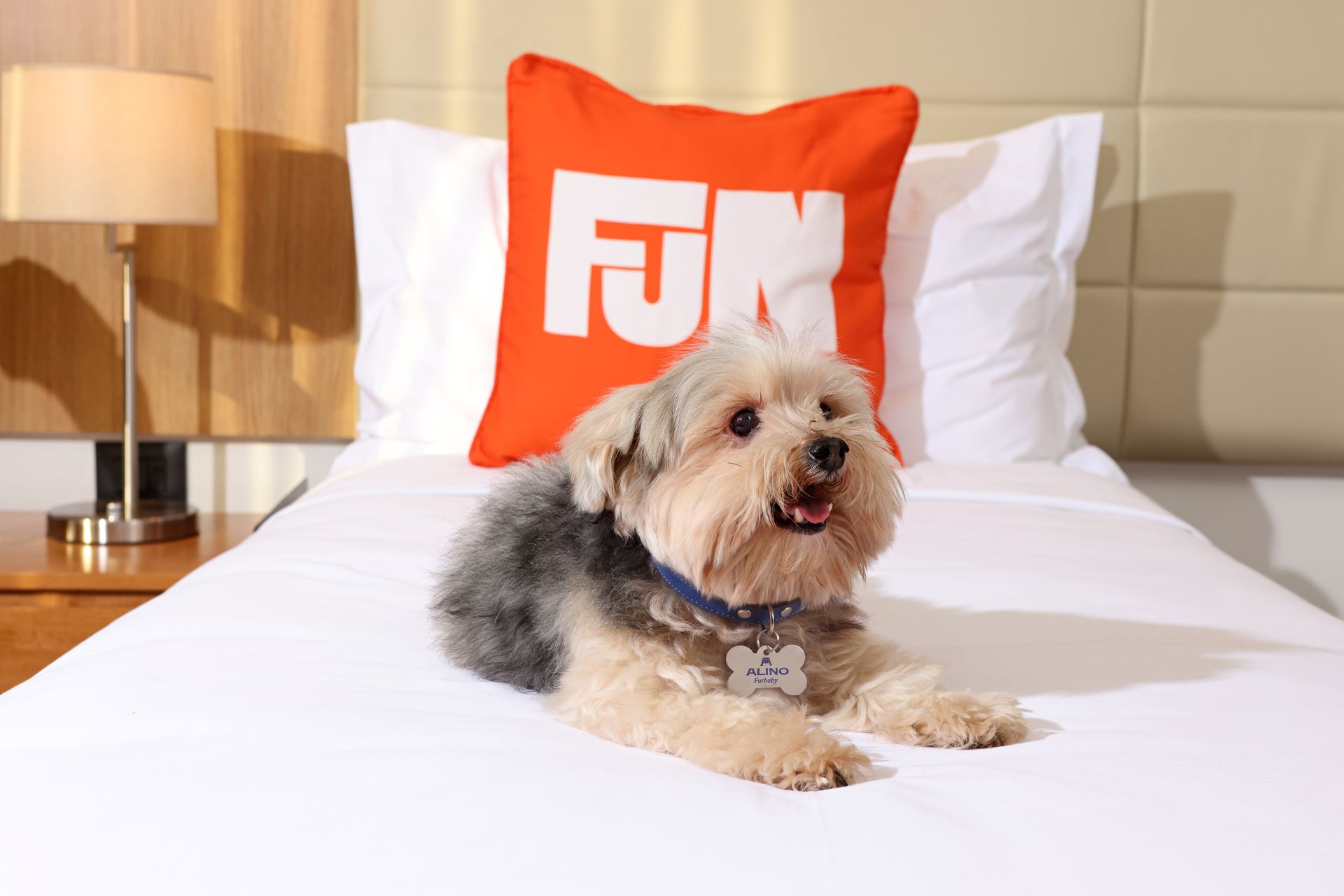 A pet dog relaxing on the bed of Alino's pet-friendly room