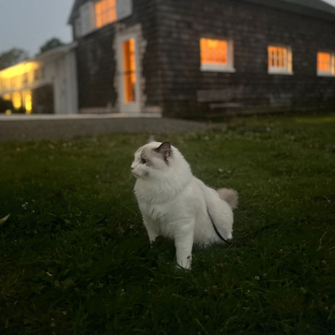 White cat standing on grass at dusk in front of a lit house