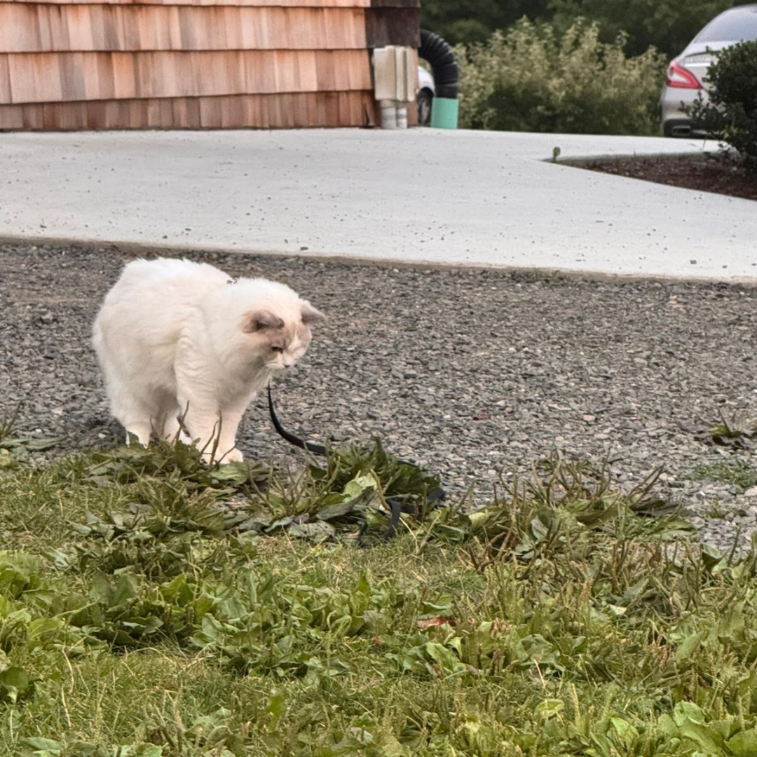 White fluffy cat sniffing weeds beside a gravel driveway and house exterior.