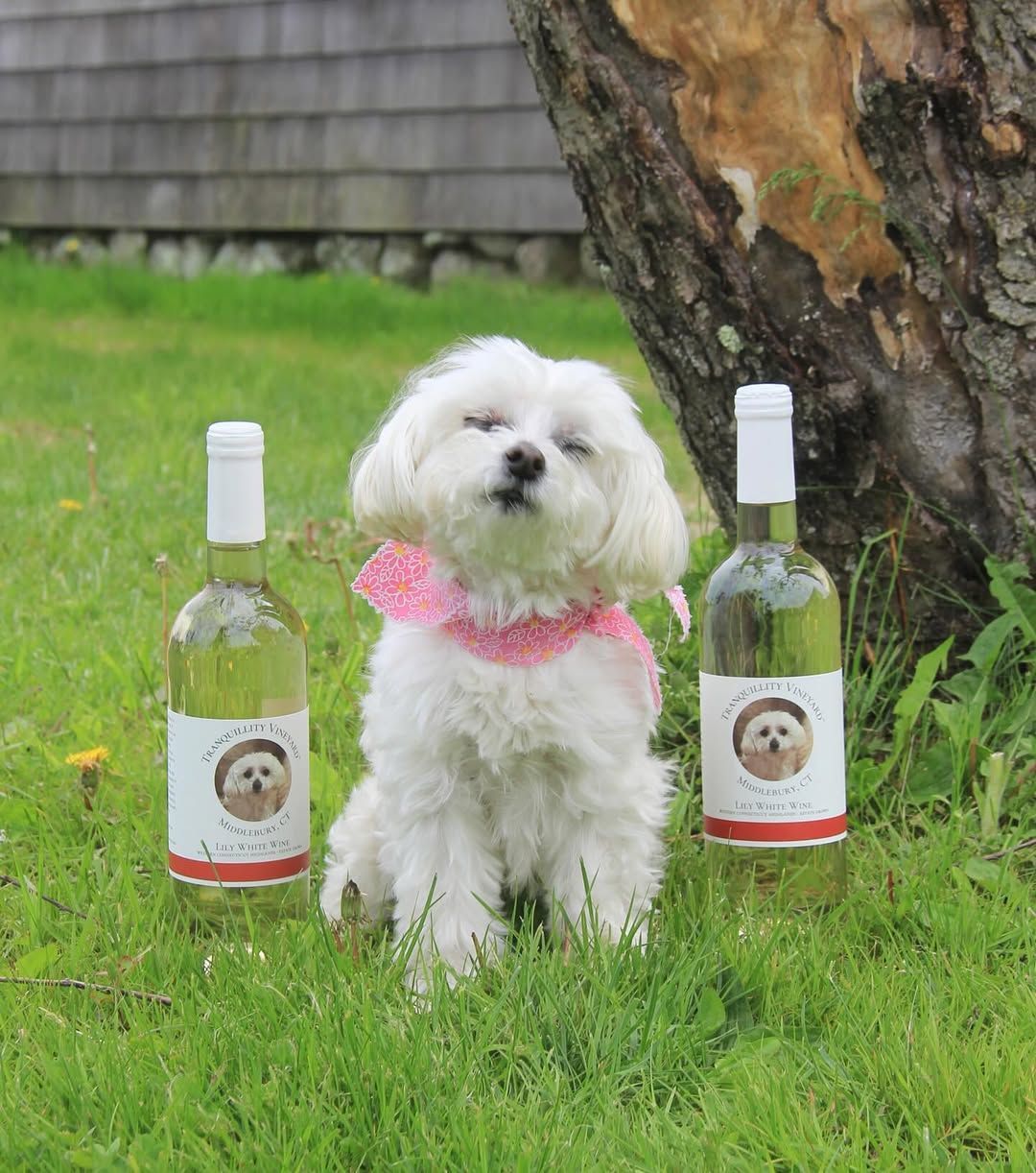 Small white dog with a pink scarf sitting on grass between two wine bottles near a tree