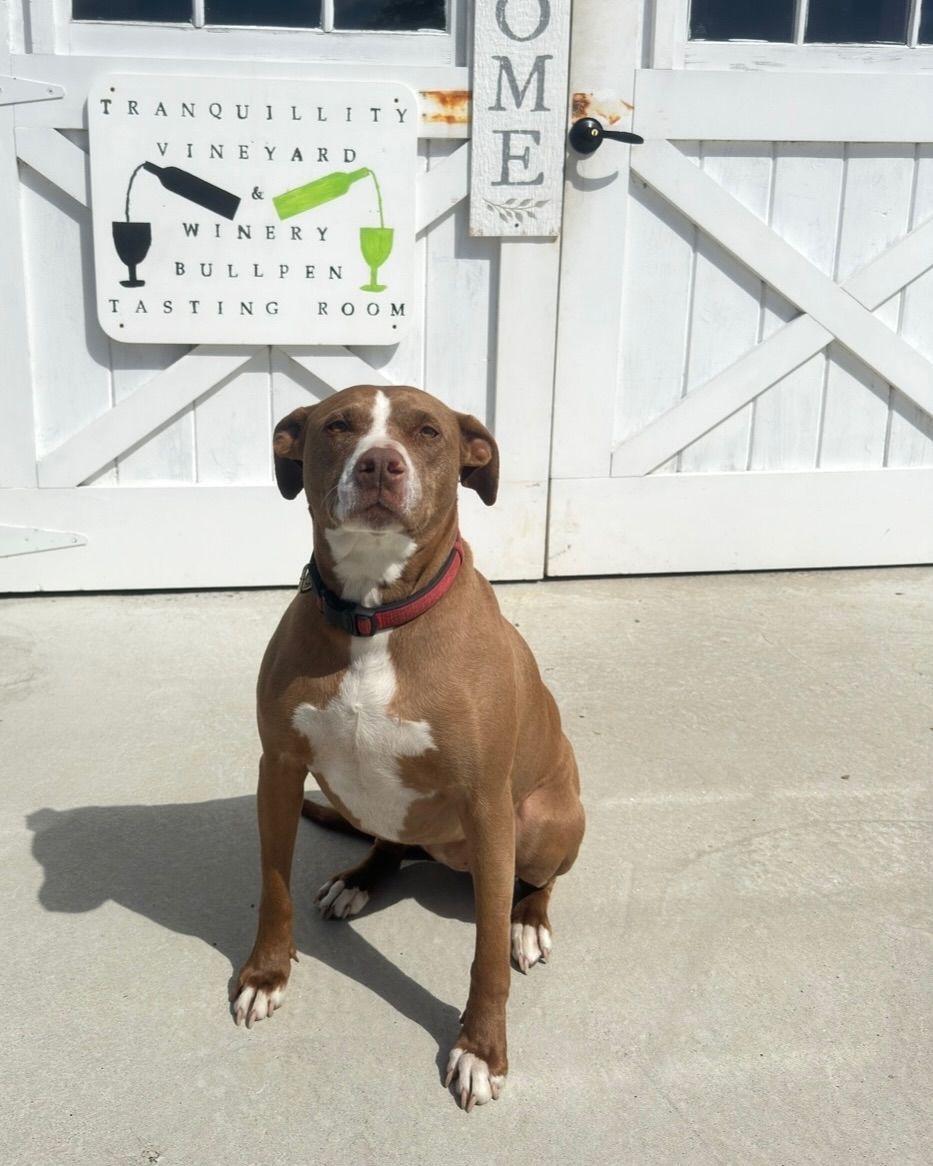 Brown and white dog sitting on a concrete porch in front of white barn doors