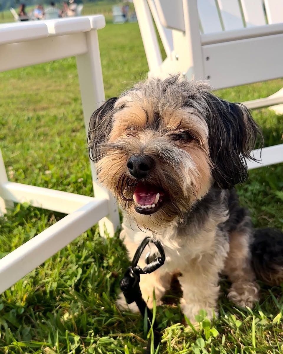 Small black-and-tan dog sitting on grass beside white outdoor furniture, mouth open in the sun