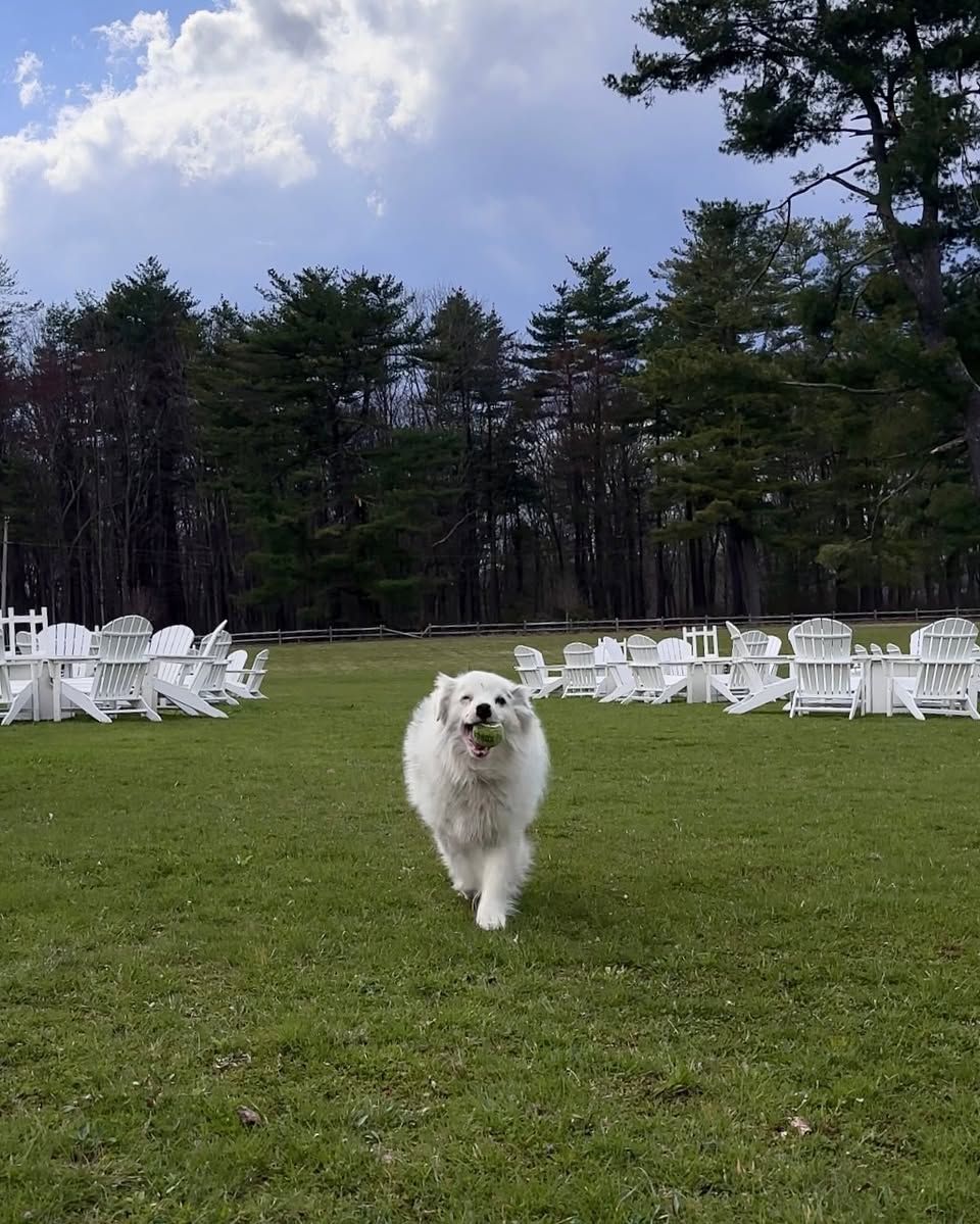 White fluffy dog running on grass between rows of white chairs at an outdoor event