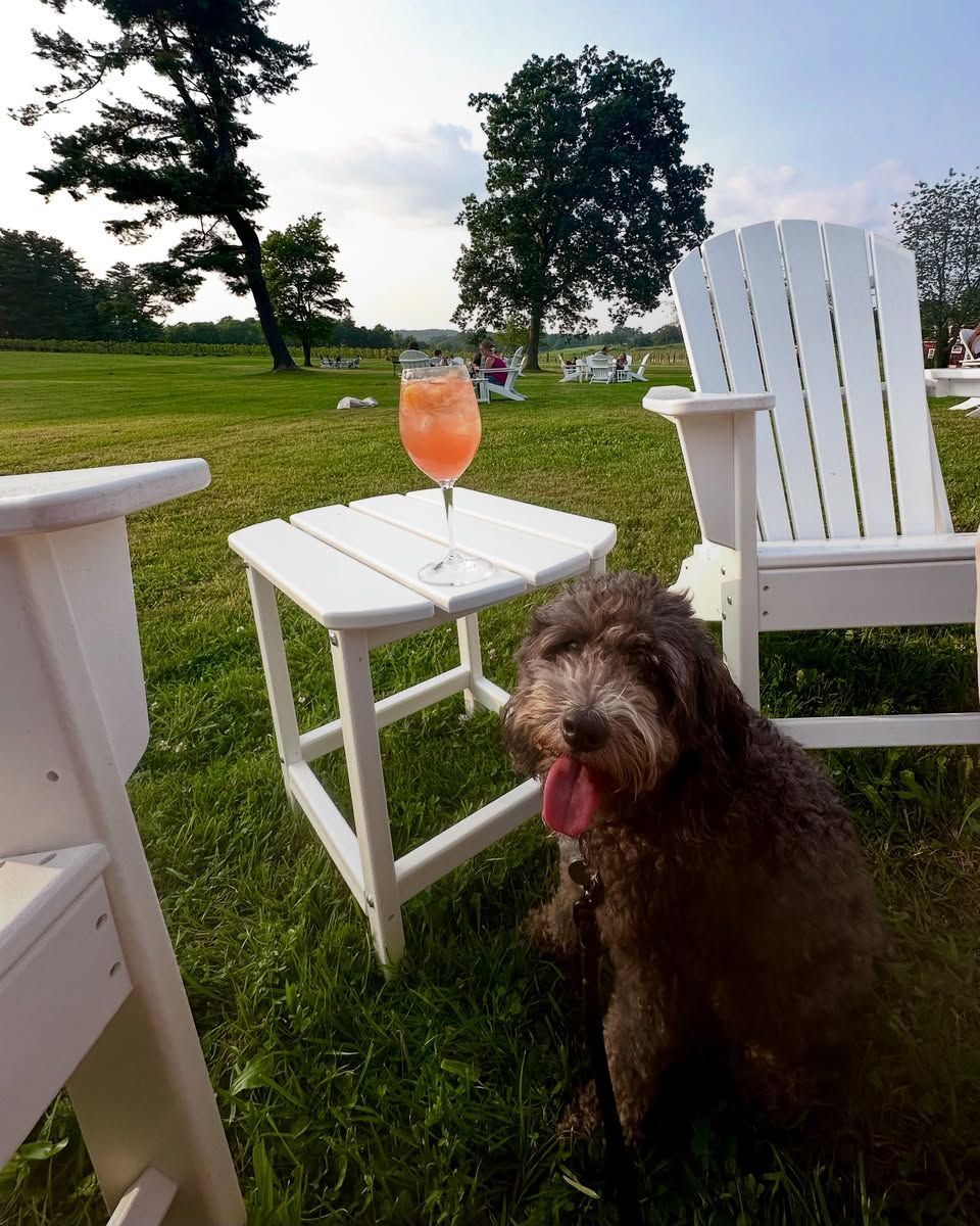 Dog on grass beside white patio chairs and a table with a pink drink outdoors.