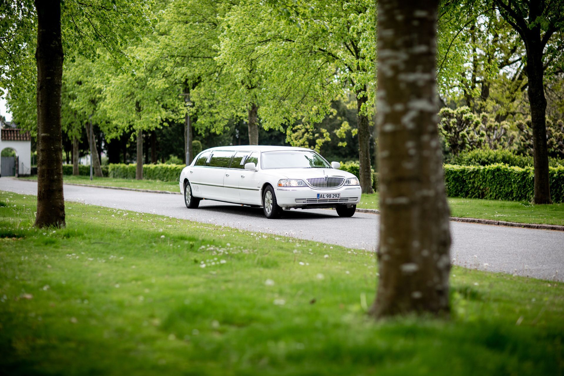 White limousine parked on a tree-lined road in a green park