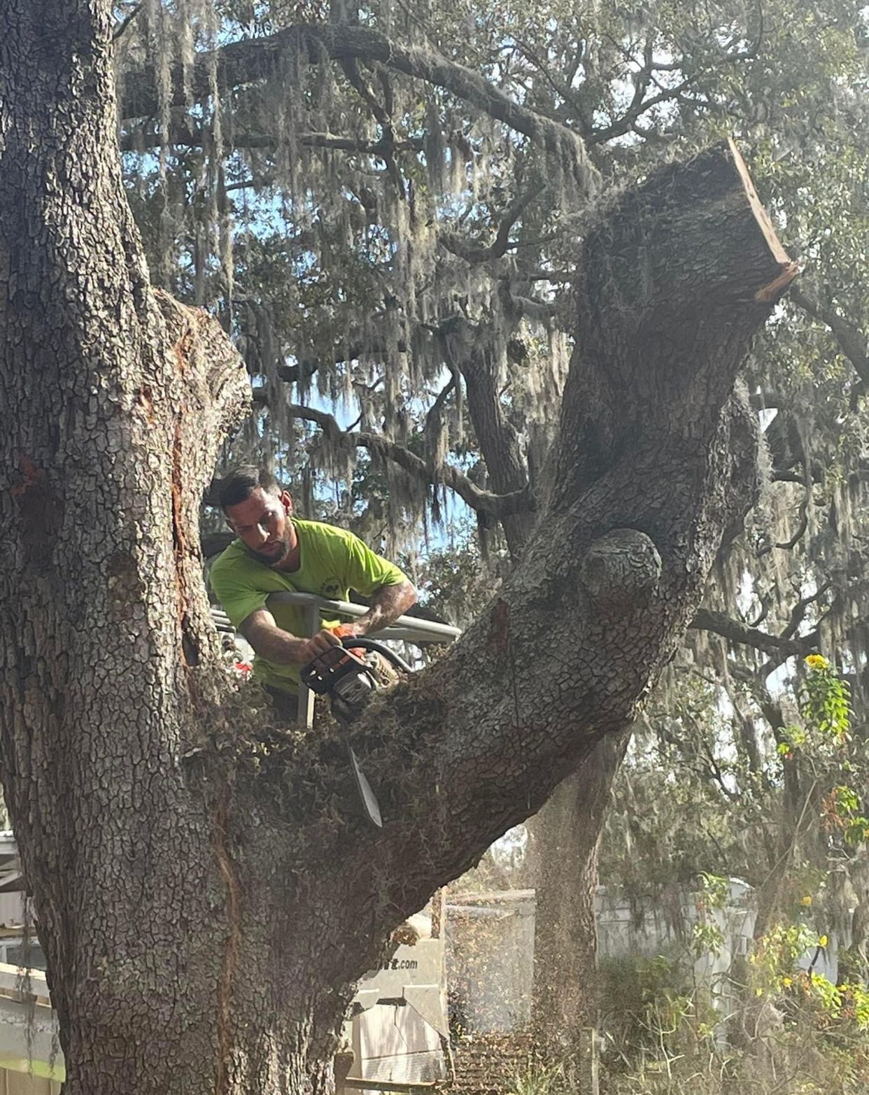 A man is cutting a tree with a chainsaw.
