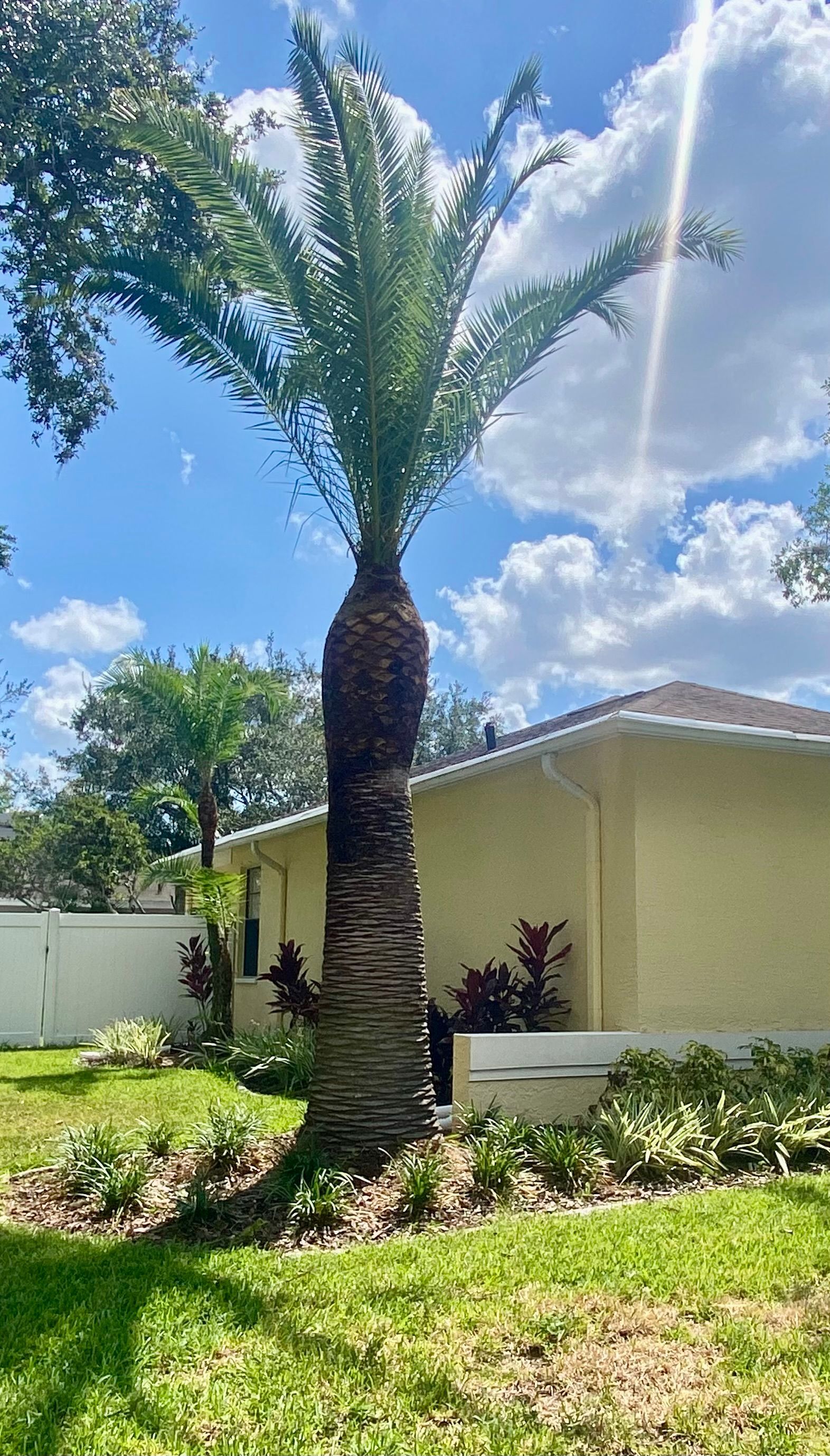 A palm tree in front of a house on a sunny day.