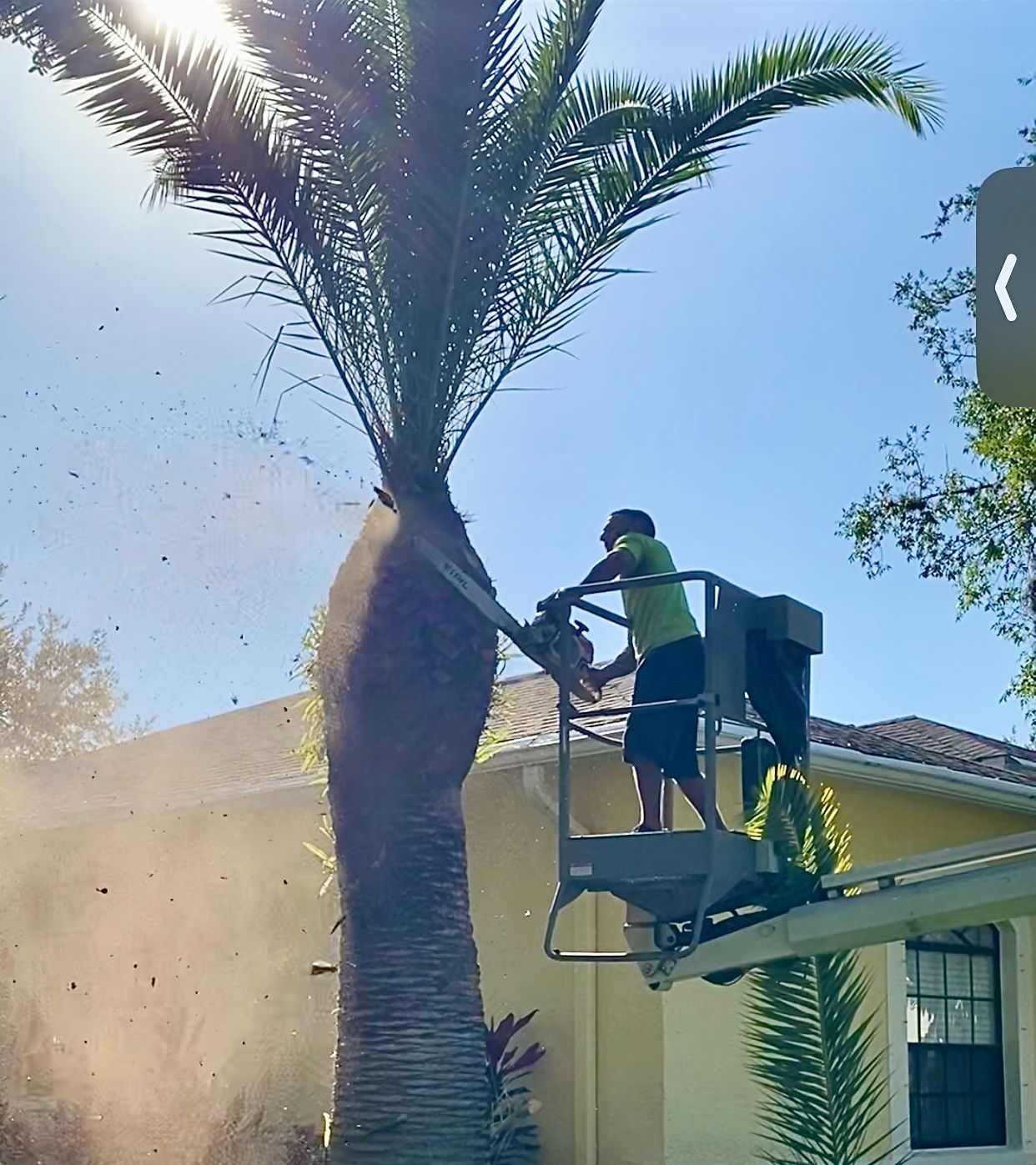 A man is standing on a crane cutting a palm tree.