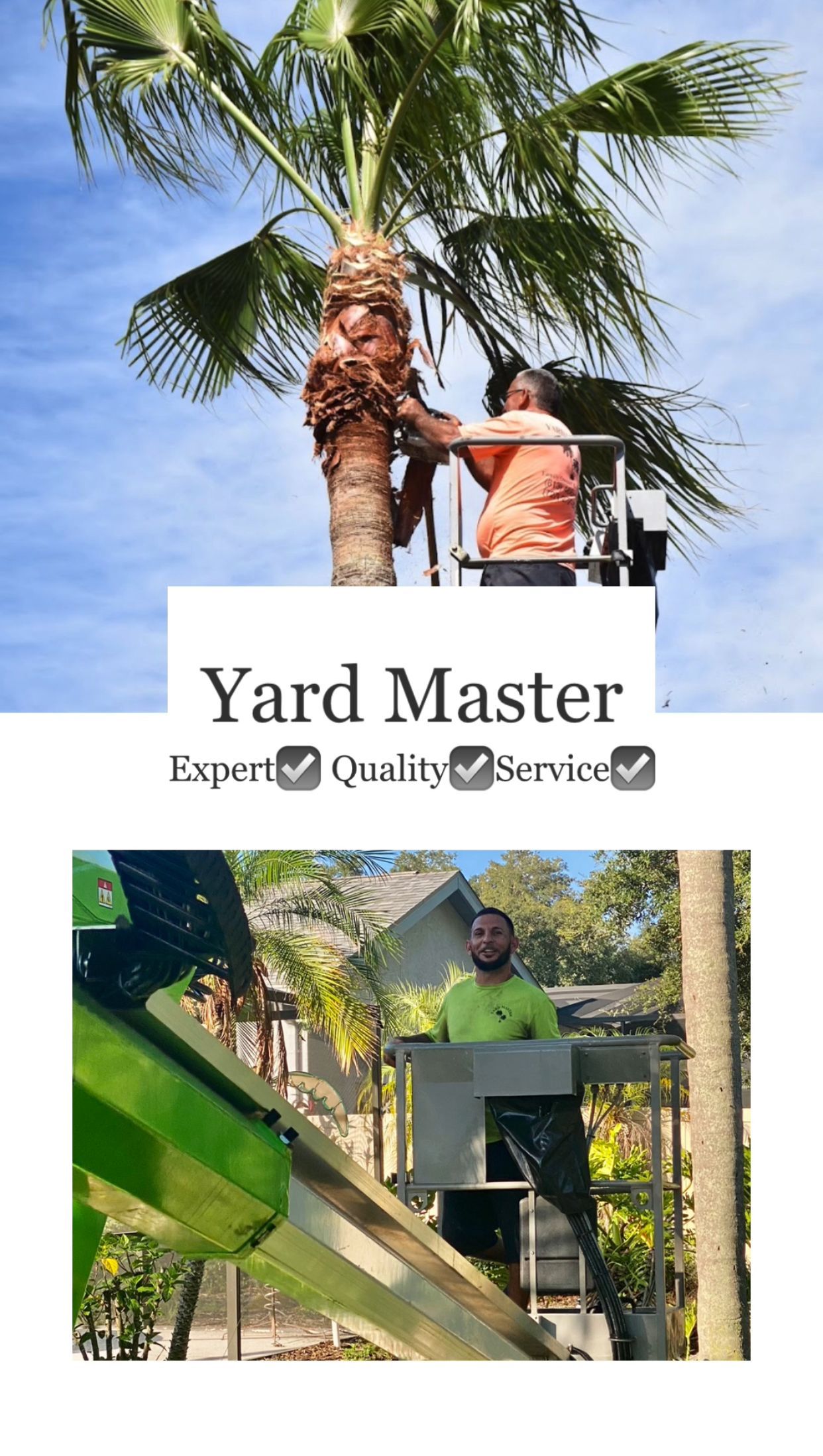 A man is standing on a ladder cutting a palm tree.