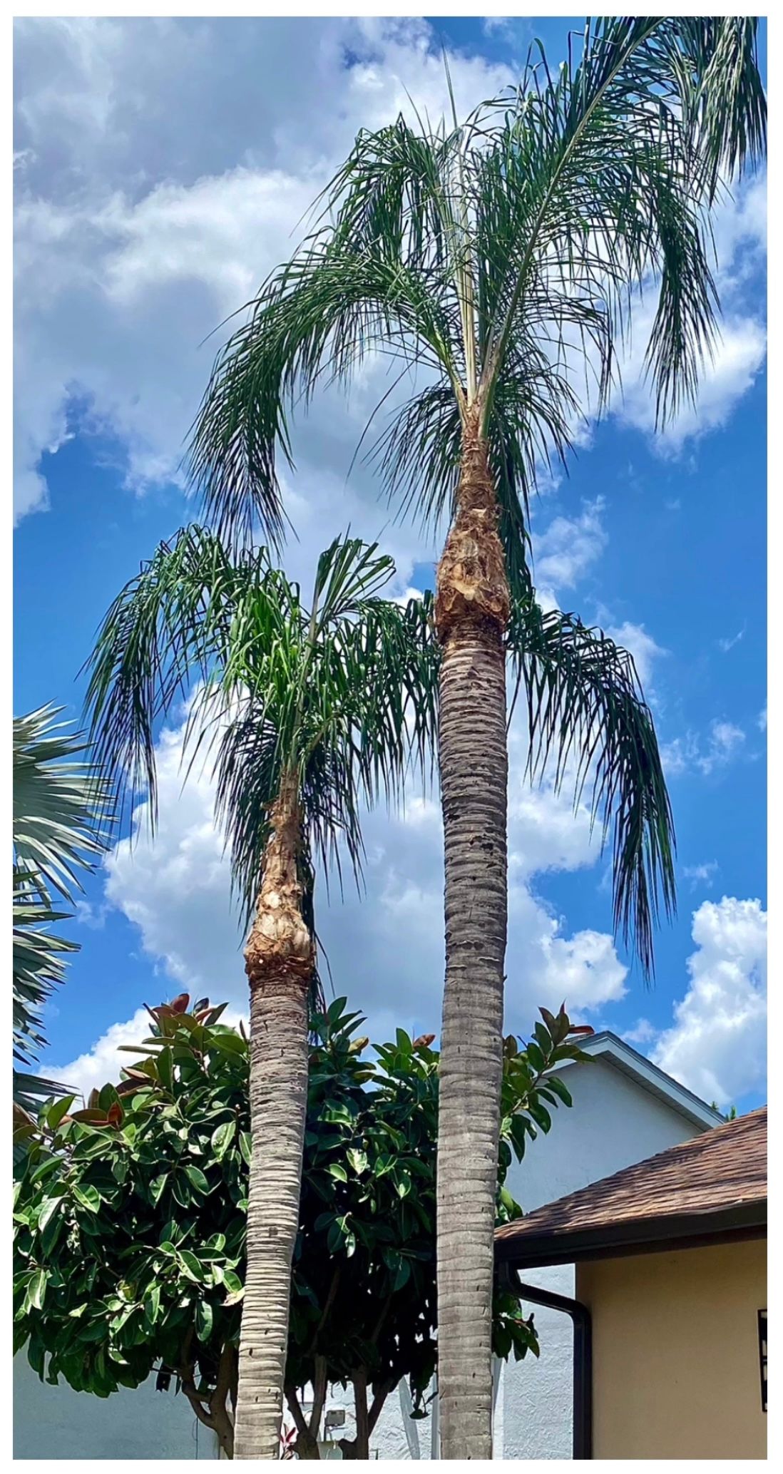 Two palm trees are standing next to each other in front of a house.
