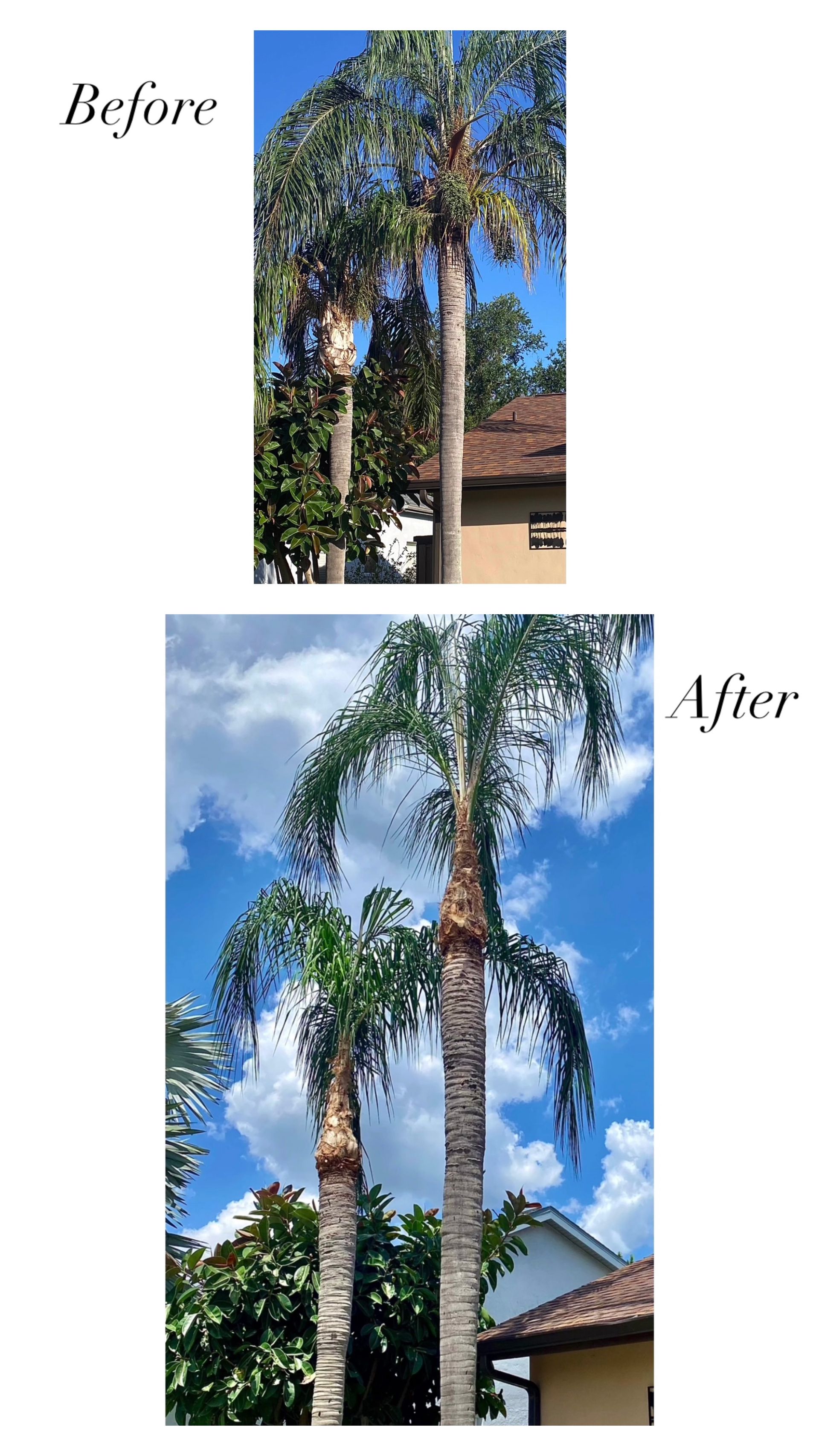 A before and after picture of a palm tree being cut down.