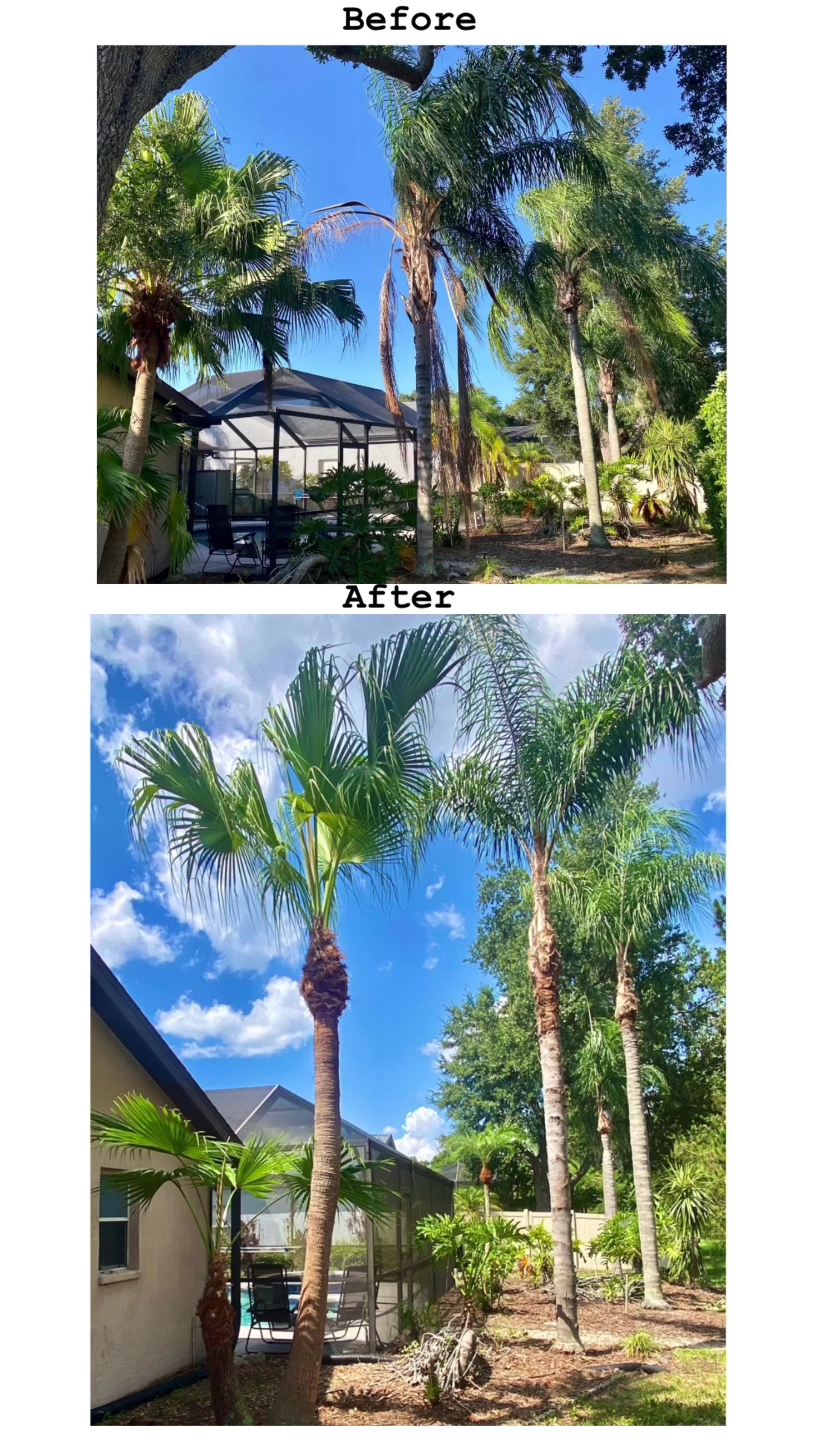 A before and after picture of a palm tree in a backyard.
