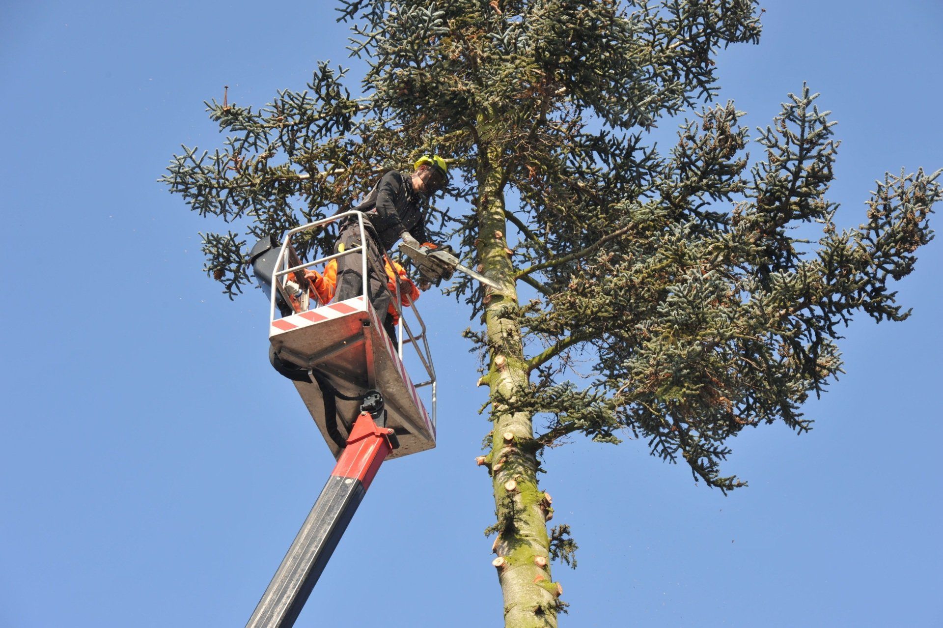 A man is cutting a tree with a chainsaw from a crane.