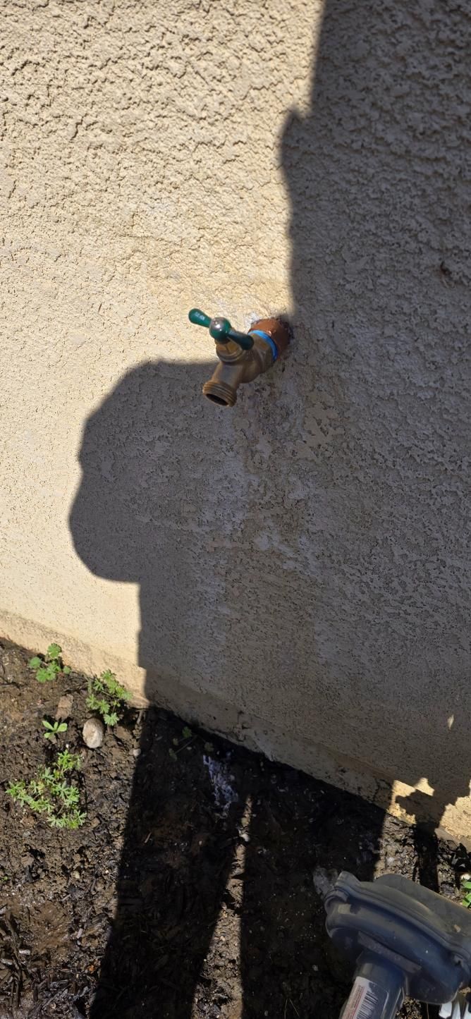 Small lizard on a gray wall in sunlight, with a green toy-like object near its mouth
