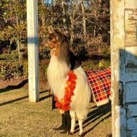 Llama with a red-and-orange flower garland standing beside a post and a plaid blanket outdoors