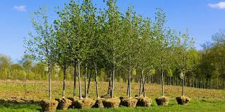 Trees planted in Red Deer back yard