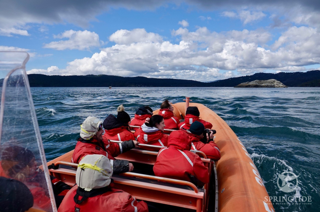 Springtime Whale Watching on the Zodiac