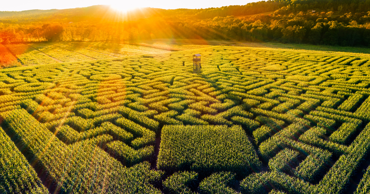 An aerial view of a large maze in a field at sunset.