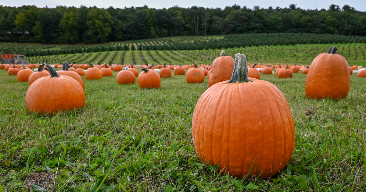 A large pumpkin is sitting in the middle of a field of pumpkins.