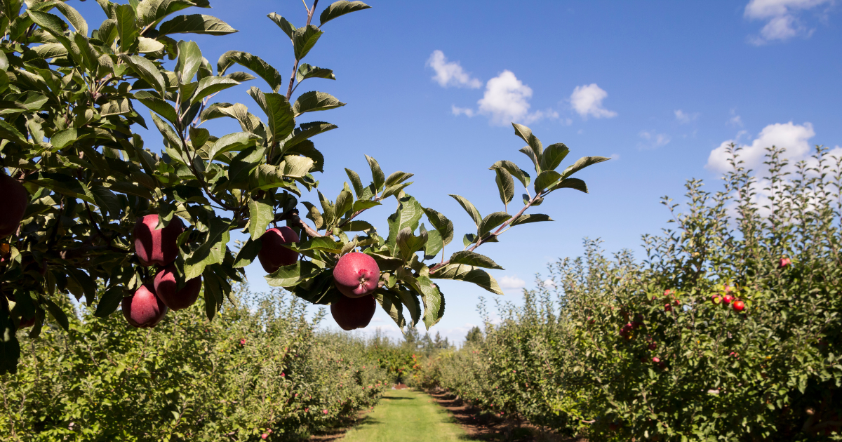 A bunch of apples hanging from a tree in an orchard