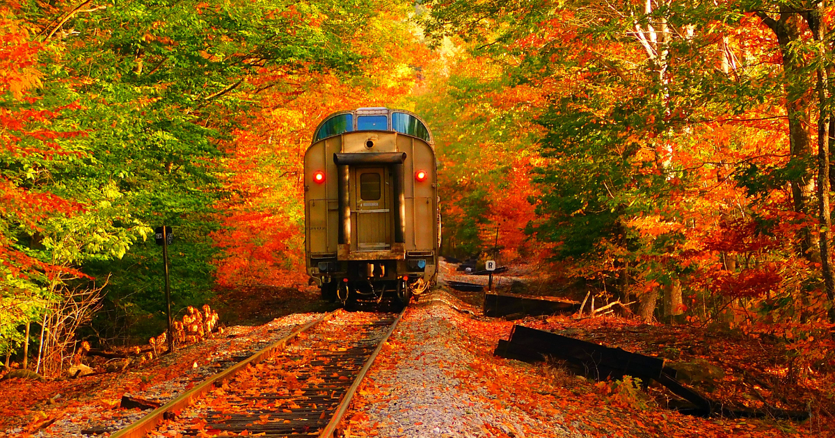 A train is going down train tracks in the woods.