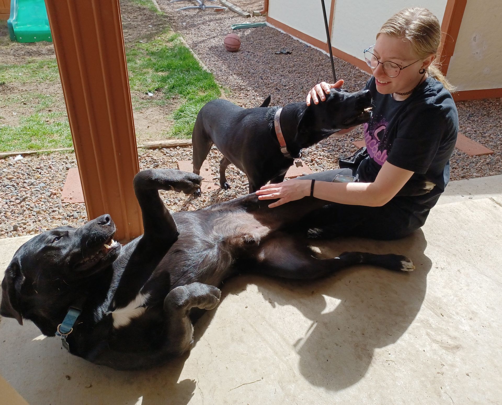 Woman petting two black dogs outdoors. One dog is on its back, other is nudging woman.
