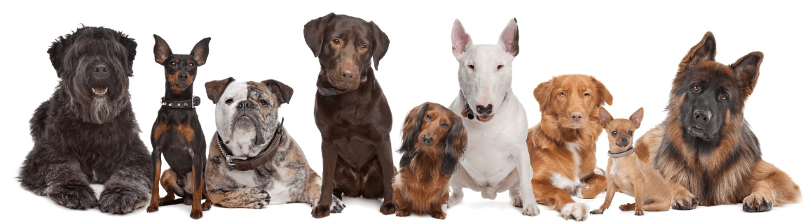 Nine different dog breeds lined up against a white background.