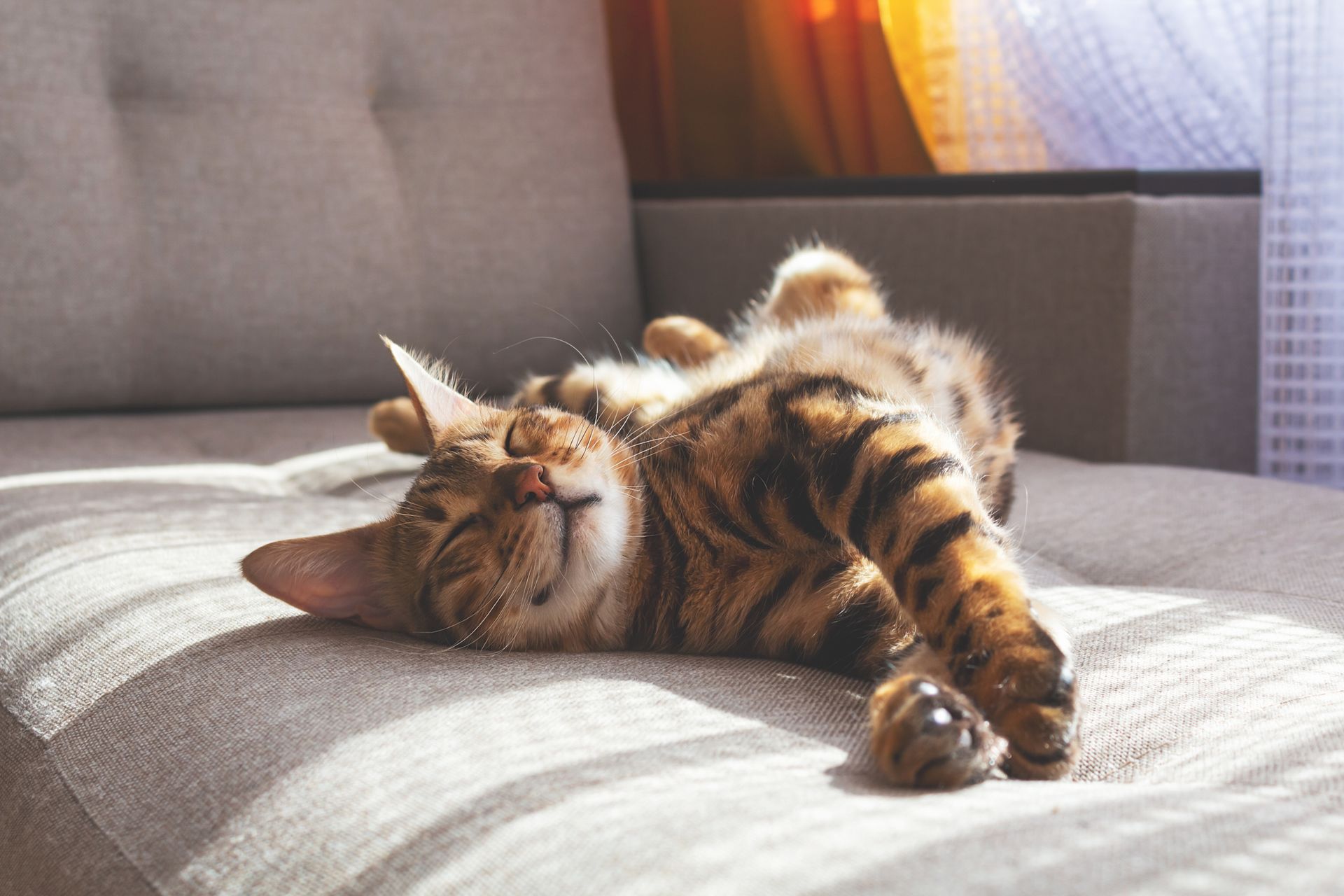 A cat is laying on its back on a couch. A cat is laying on its back on a couch.