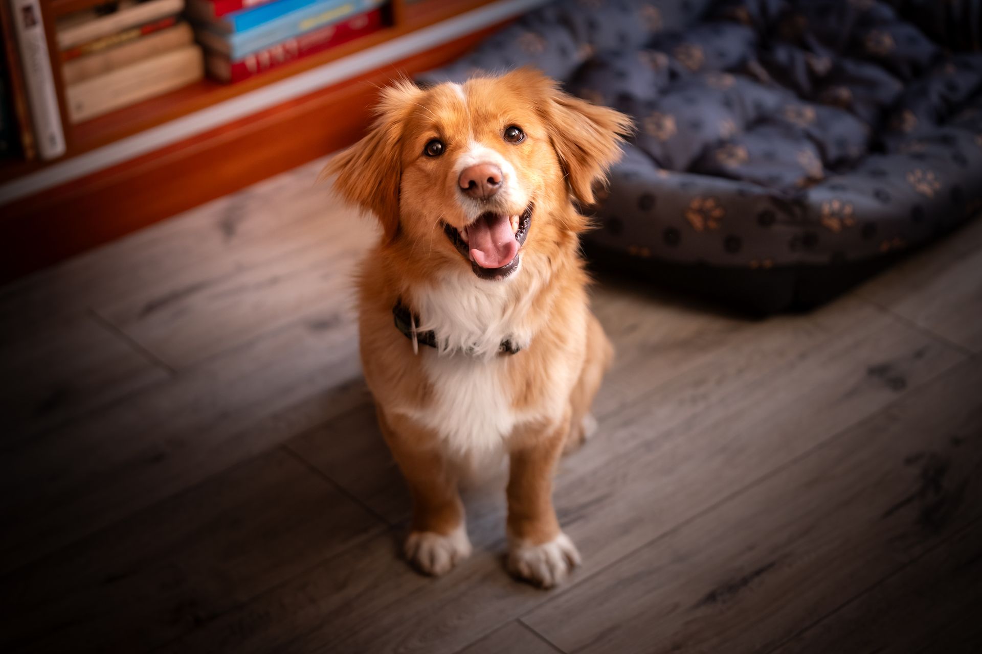 A brown and white dog is standing on a wooden floor next to a dog bed.